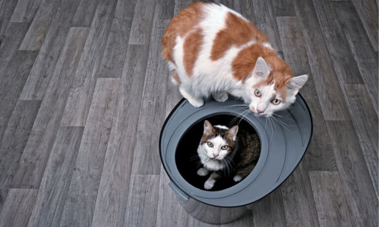 best litter box for messy cats
