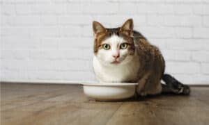 Can Cats Eat Ham? 3 Things to Know Before Feeding Picture