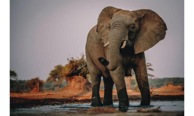 What Do African Elephants Eat? - A-Z Animals