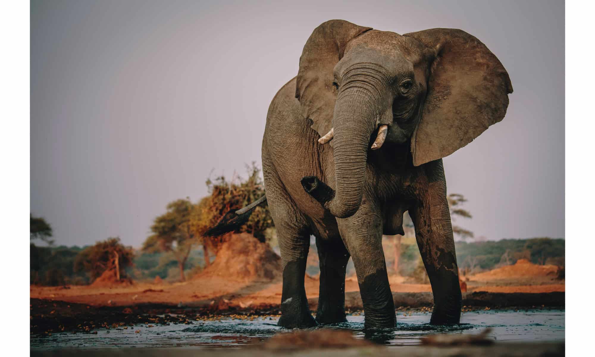 African elephant at watering hole