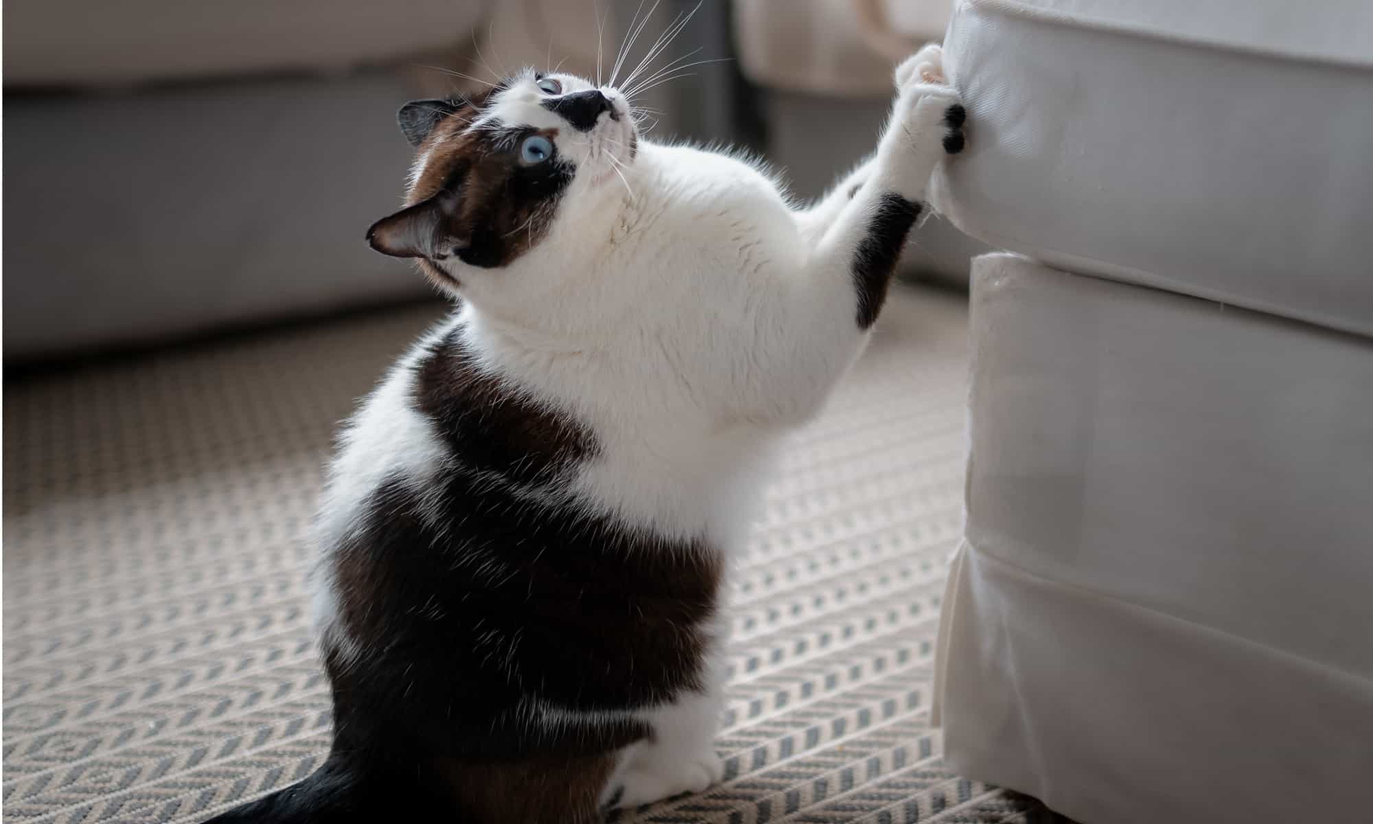 Black and white cat scratching furniture