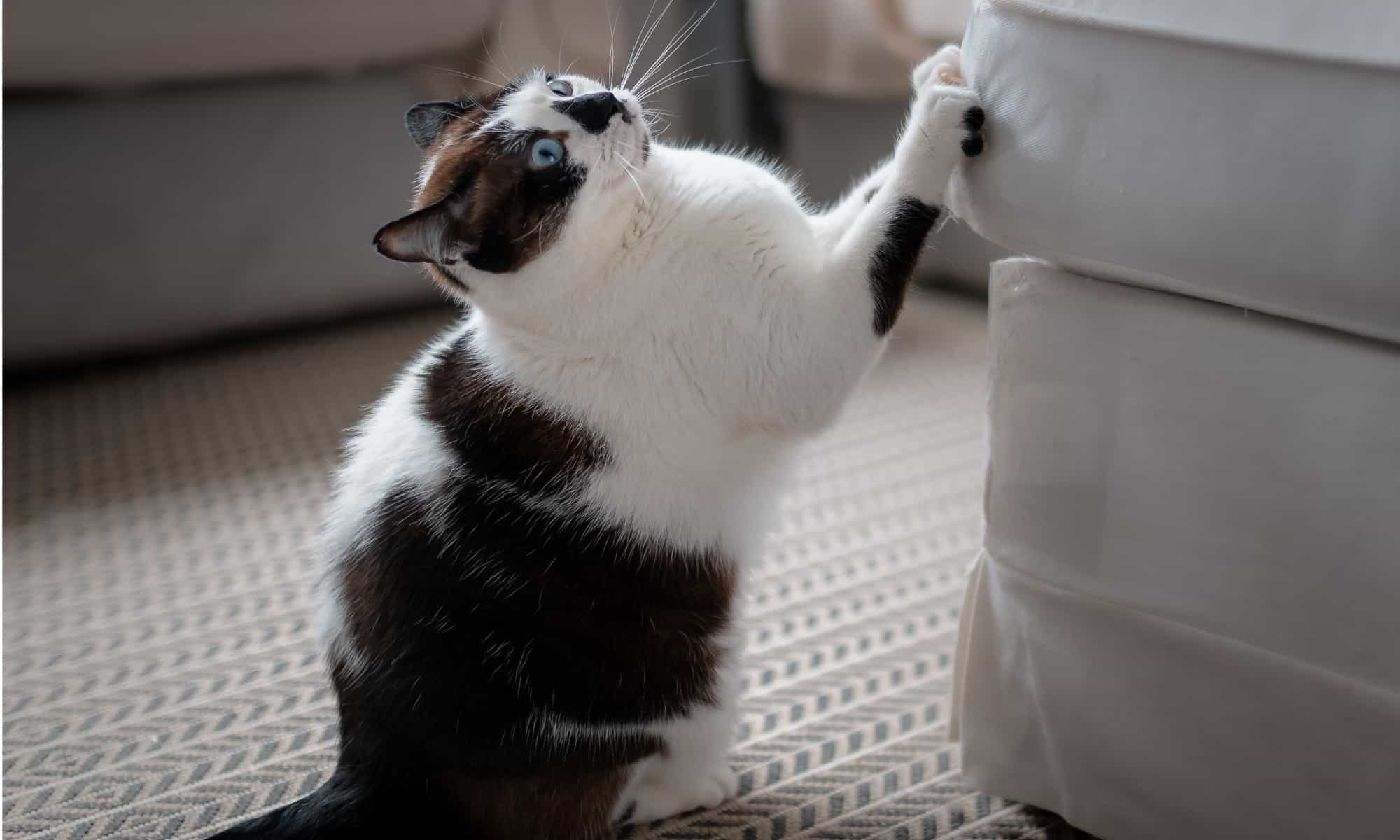 black and white fluffy cats