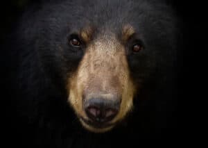 Discover How to Survive a Black Bear Attack photo