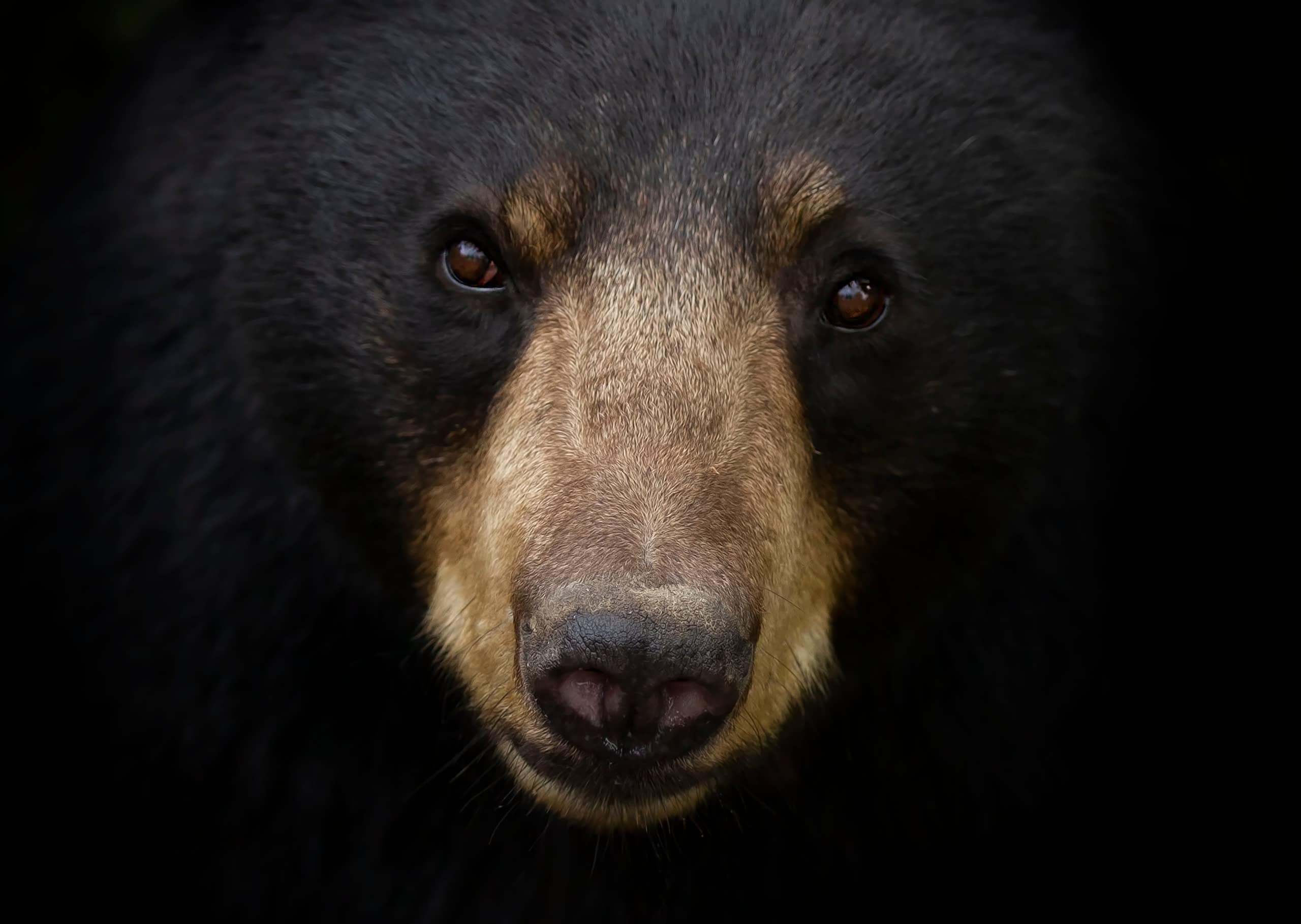 Black Bear in New Jersey Northwest