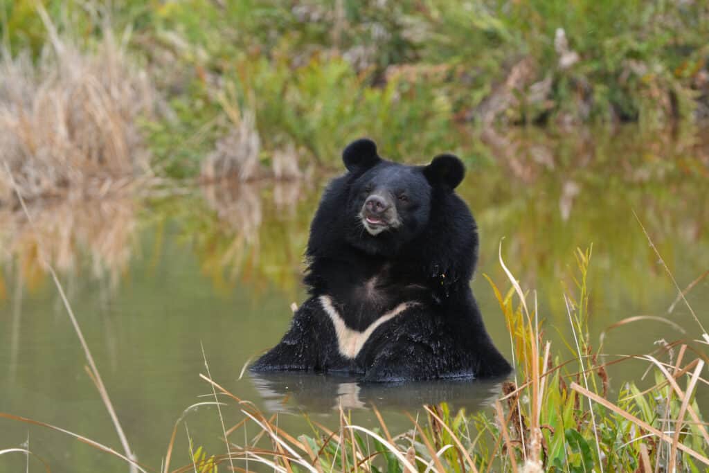 black bear relaxing
