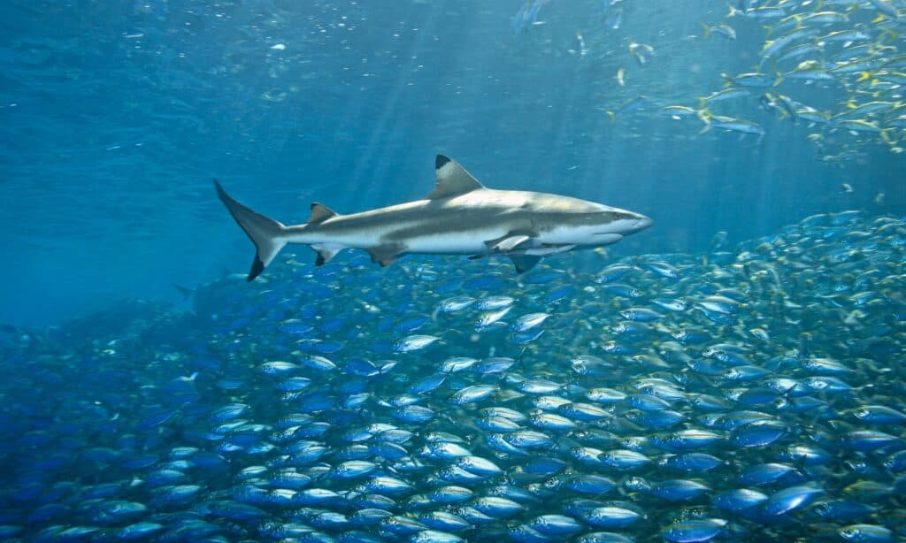 blacktip reef shark