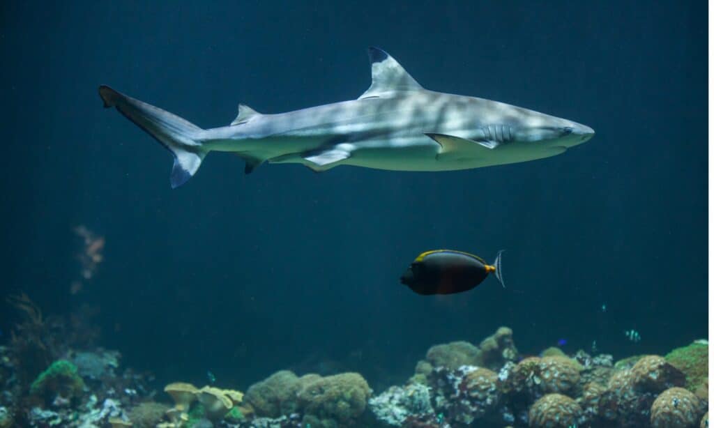 A blacktip shark attacked a scuba diver in Hawaii.