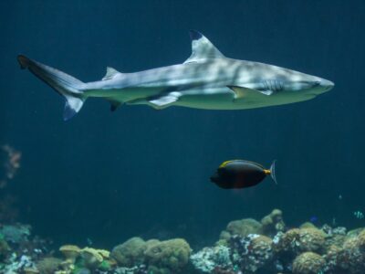 A Blacktip Reef Shark
