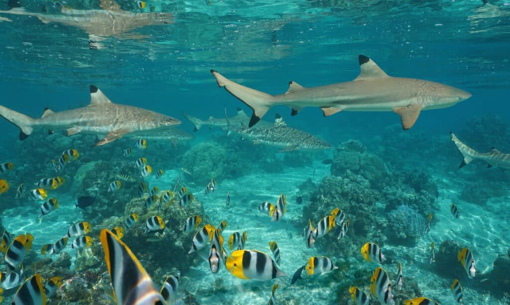 Requins de récif à pointes noires avec un banc de poissons