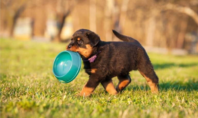 blue buffalo wilderness puppy