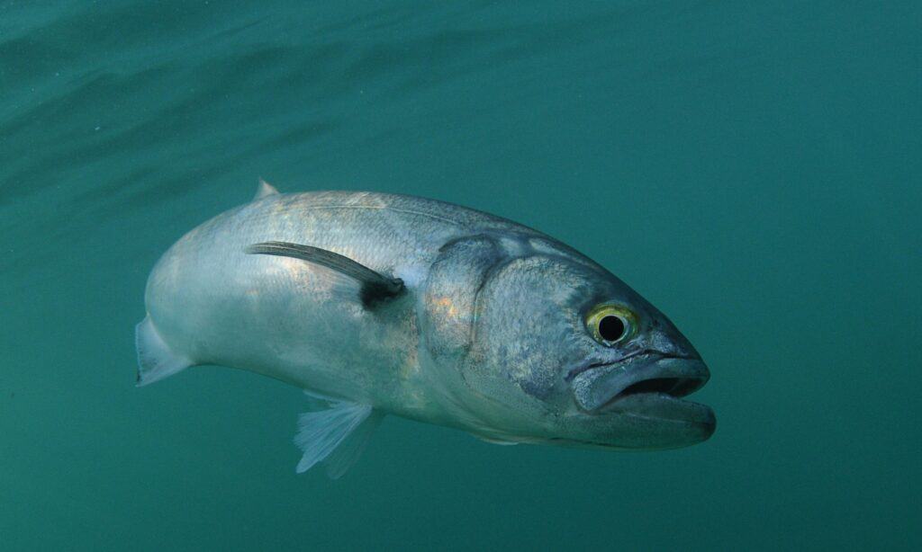 bluefish-is-swimming-in-ocean-picture-id162424785