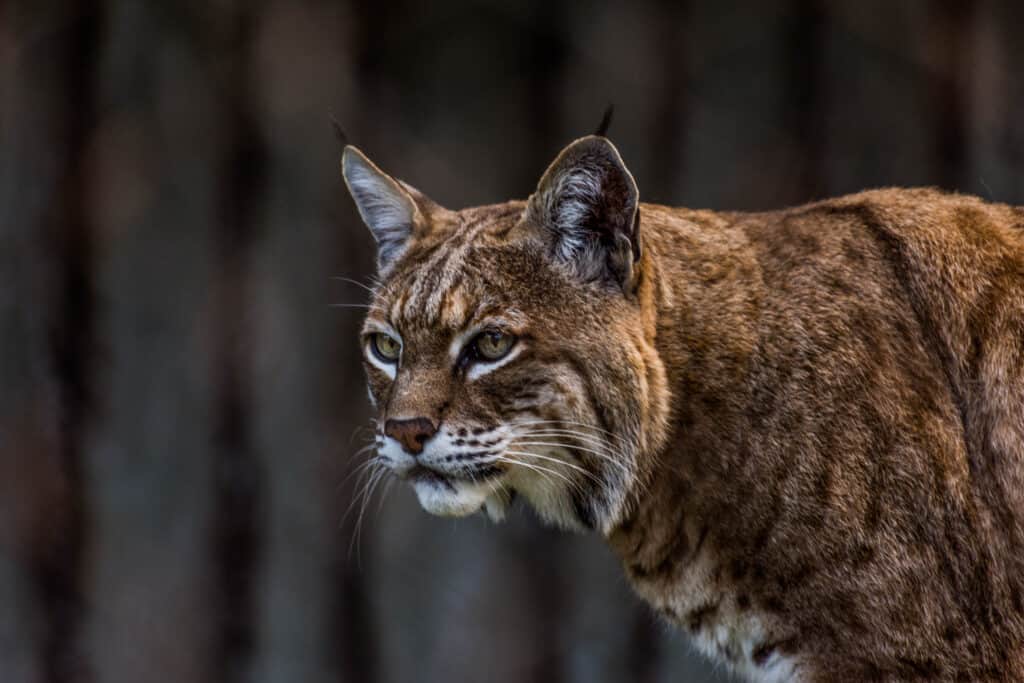 Are There Bobcats in Bergen County? 