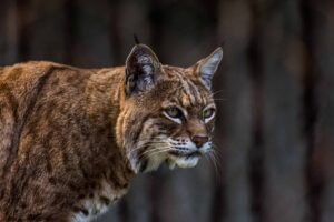 Watch a Stealth Bobcat Launch a Midnight Attack on a Trespassing Coyote photo