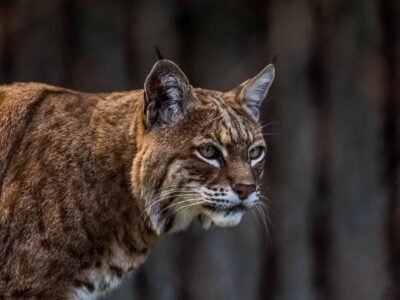 A Watch a Stealth Bobcat Launch a Midnight Attack on a Trespassing Coyote