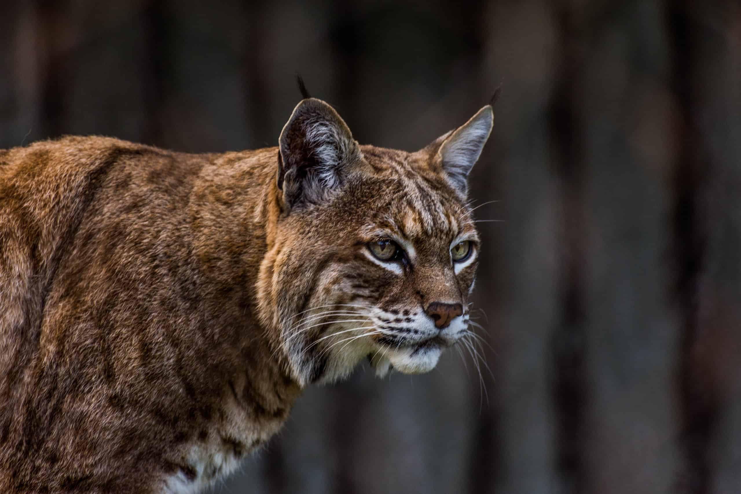 Bobcat Screaming At Night