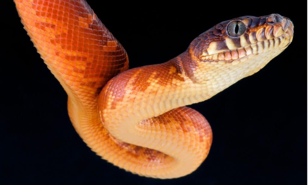 Juvenile boelen's python