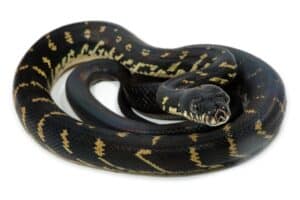 Discover the Beautiful Pet Snake That Costs More Than a Purebred Horse Picture