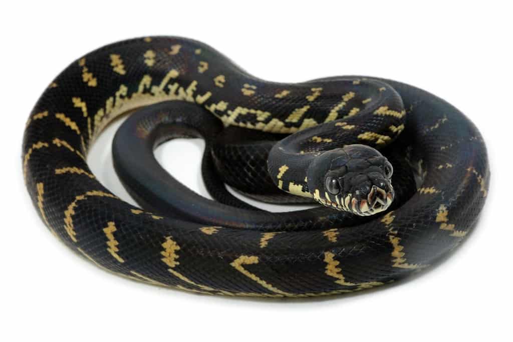 Boelen's Python