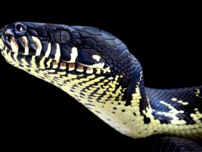 A Boelen’s python