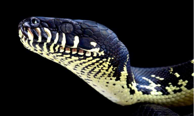 Closeup of Boelen's Python head