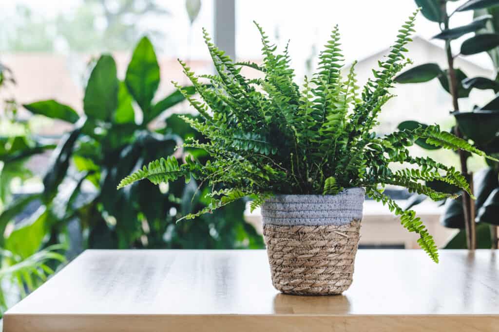 Kimberly Queen Fern vs Boston Fern