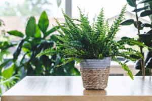 Macho Fern vs. Boston Fern: What’s the Difference? Picture