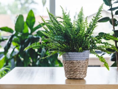 A Macho Fern vs. Boston Fern: What’s the Difference?