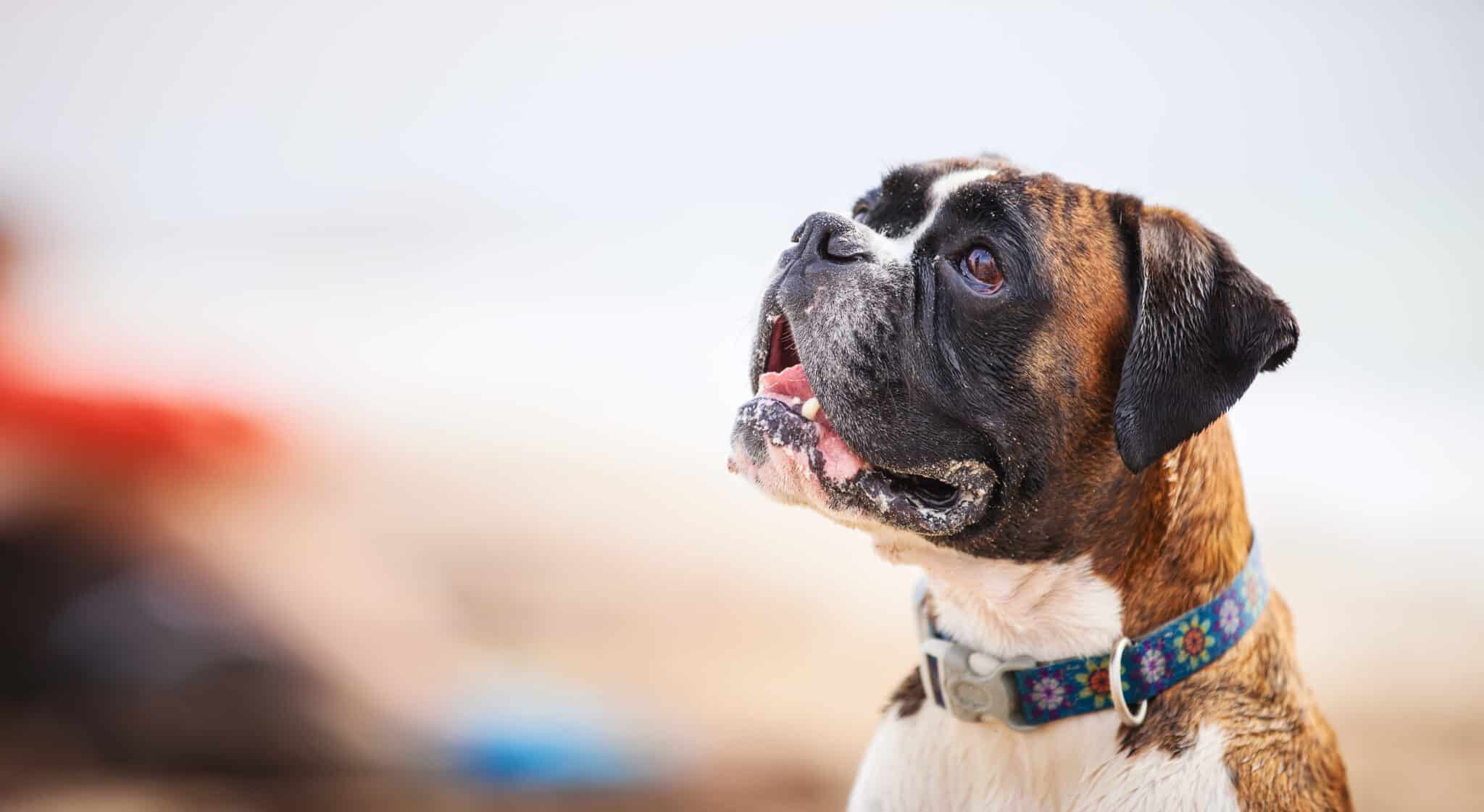 Boxer Dog Teeth Everything You've Ever Wanted To Know AZ Animals