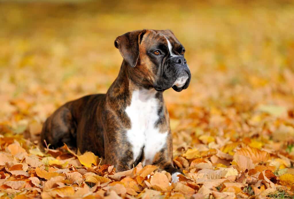 boxer chilling on leaves in autumn