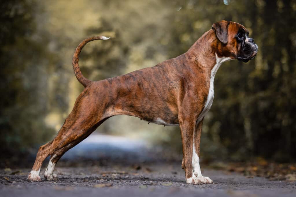 full grown boxer mastiff