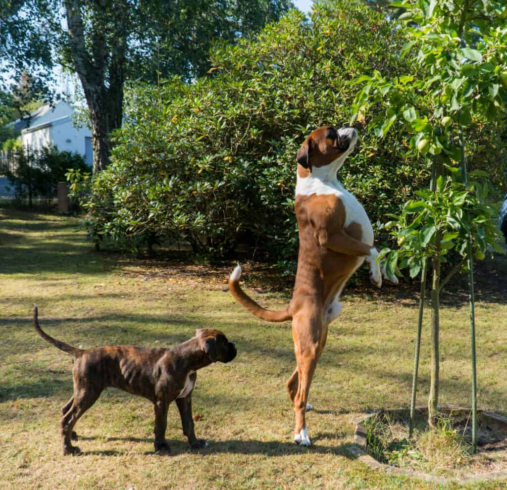 boxer on hind legs