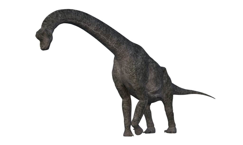 3D rendering of a brachiosaurus