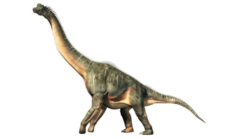 3D illustration of brachiosaurus on white background