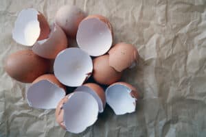 Your Dog Can’t Eat Eggshells! Myth Debunked! Picture