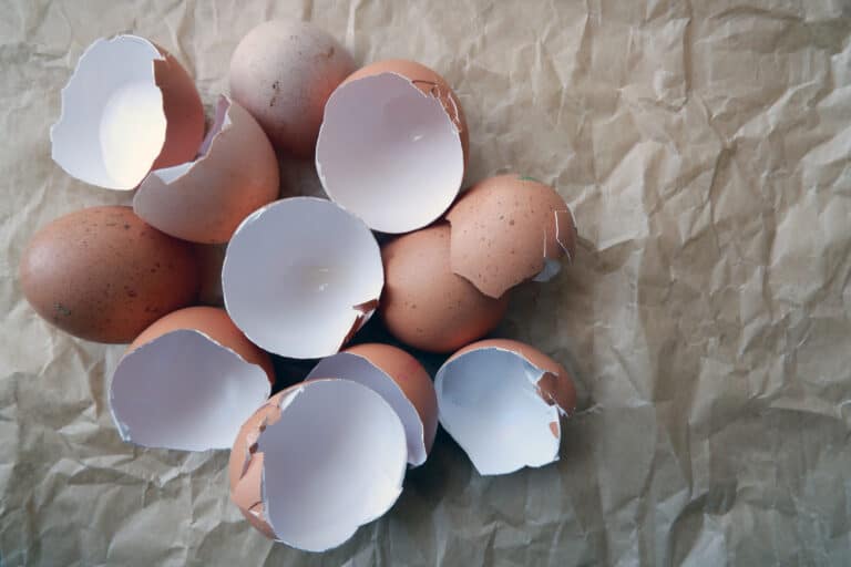 Broken brown eggshells