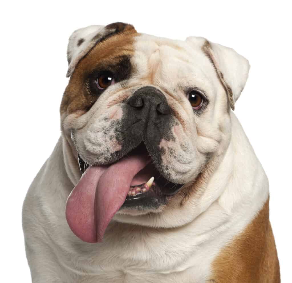 bulldog