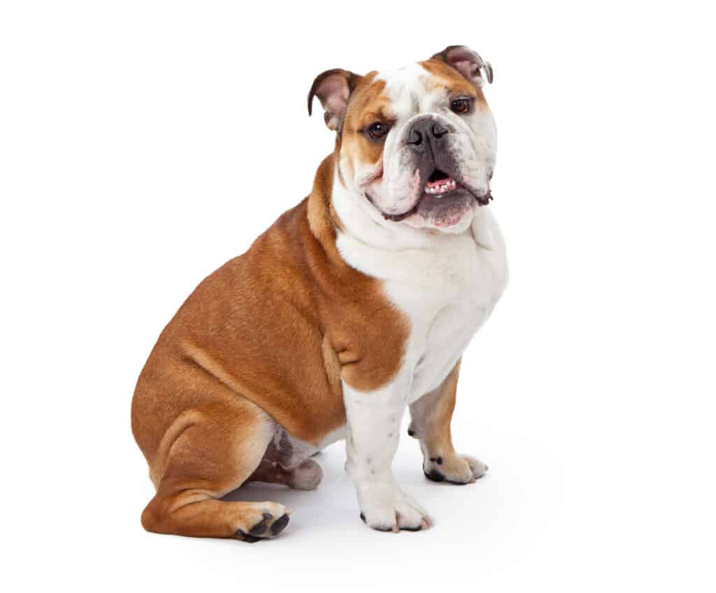 Grooming best sale english bulldog