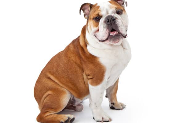 Bulldogs are not the most fit dogs - so if you're looking for a dog that doesn't require too much walking, consider adopting a bulldog.