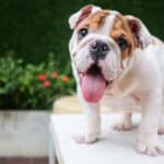 Bulldogs are very sweet and loving dogs, making them great family pets. They aren't the most intelligent breed, however.