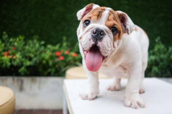 Bulldogs are very sweet and loving dogs, making them great family pets. They aren't the most intelligent breed, however.