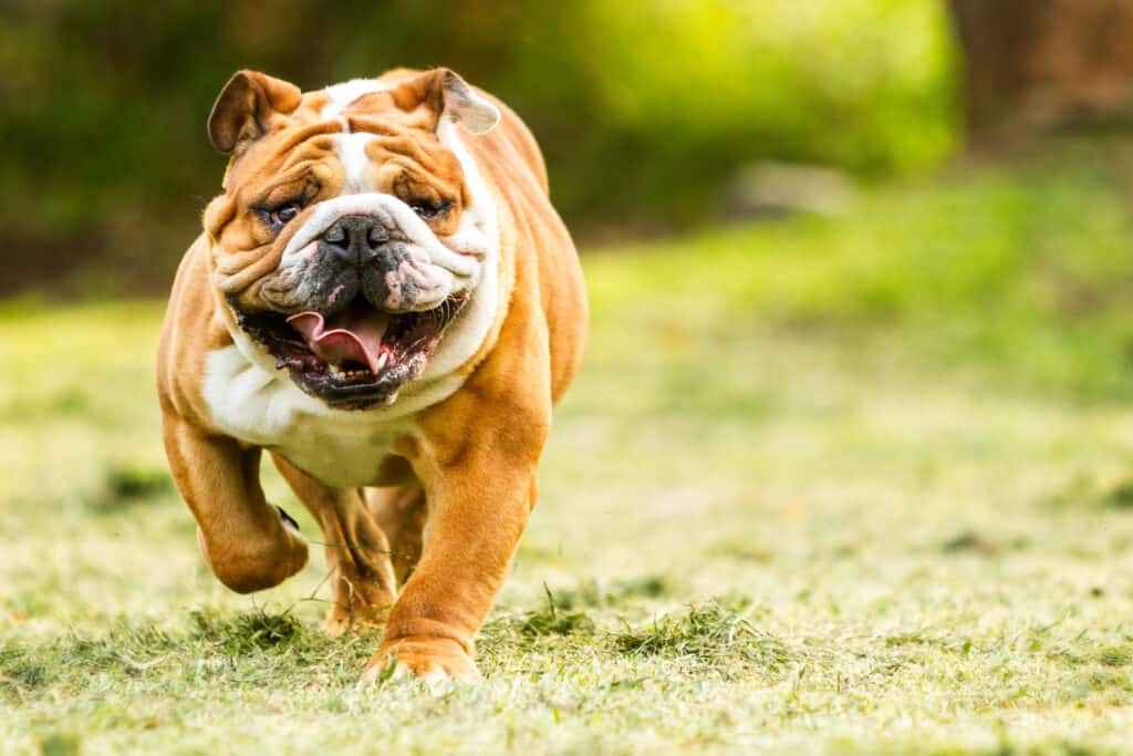 does the serrano bulldog attack humans