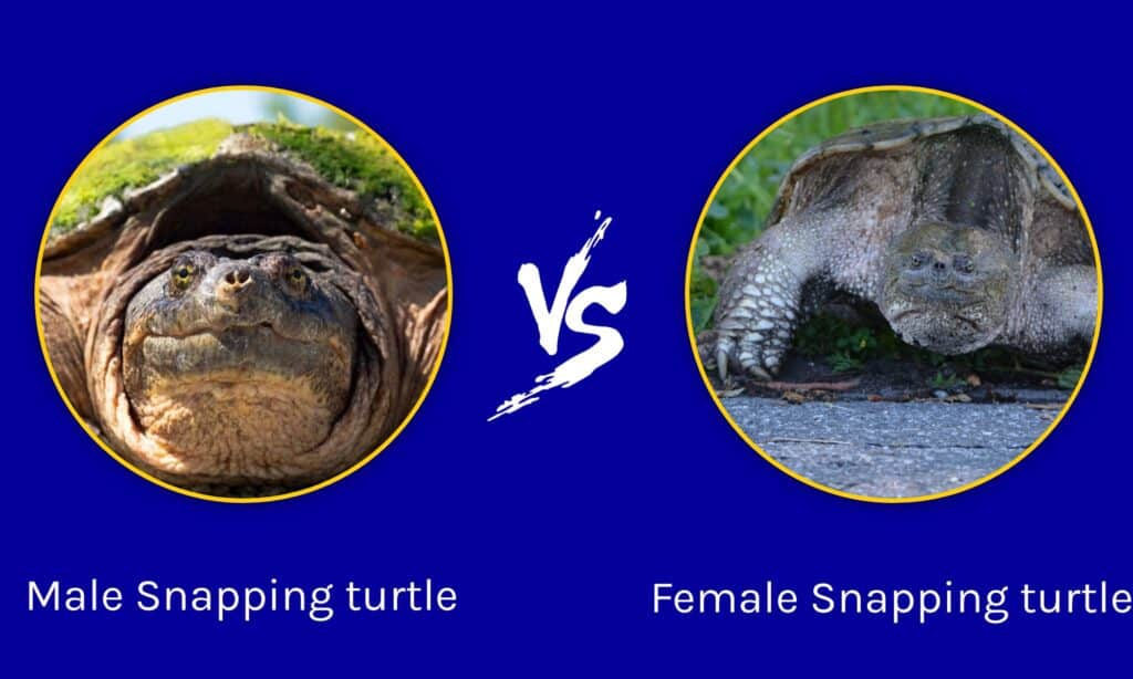 how big can the common male snapping turtle get