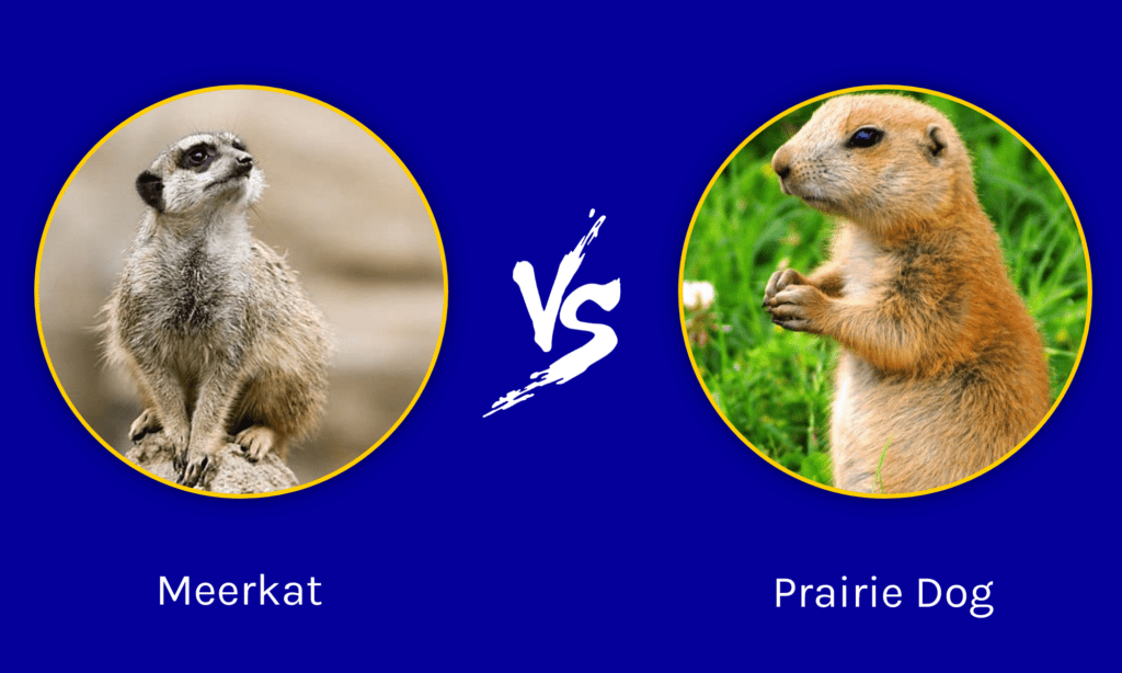 are prairie dogs mean