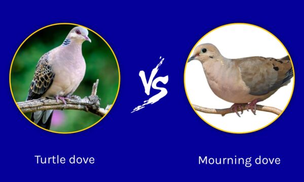 turtle-vs-mourning-dove-what-are-the-differences-wikipedia-point