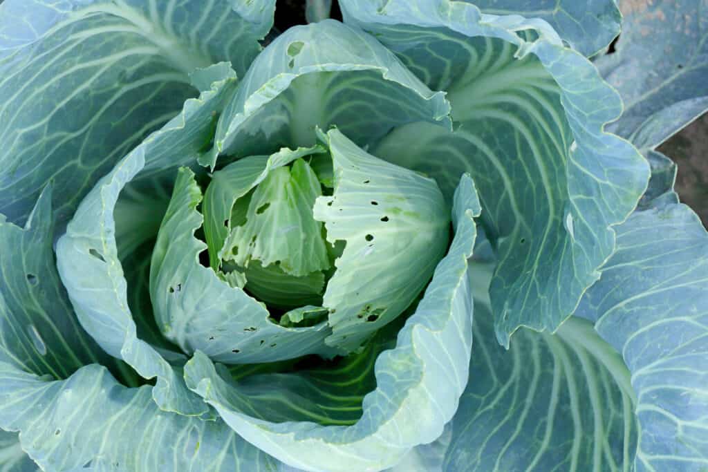 cabbage damaged by caterpillars of diamondback moth