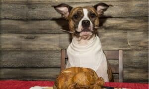 Can Dogs Safely Eat Turkey? It’s not Straightforward Picture