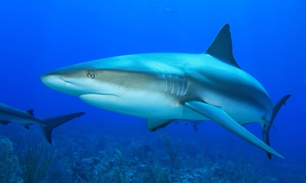 Caribbean reef shark