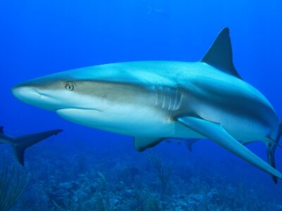 Caribbean Reef Shark Picture