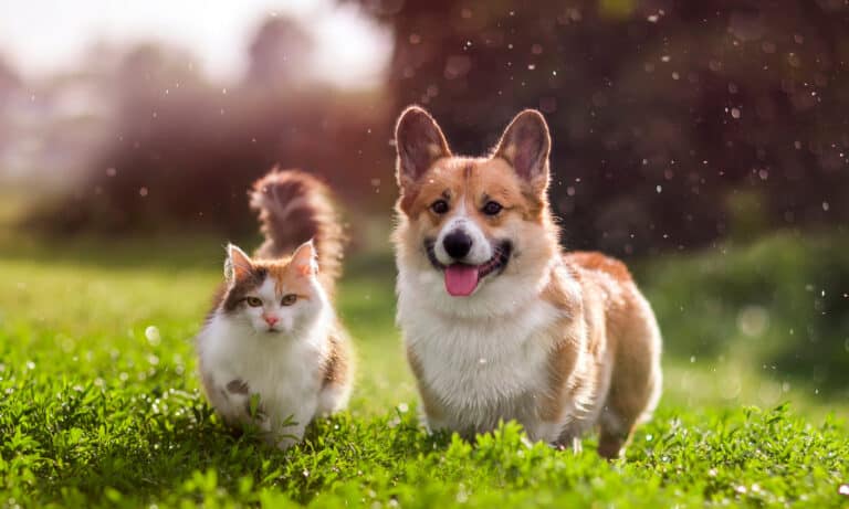 cat and dog