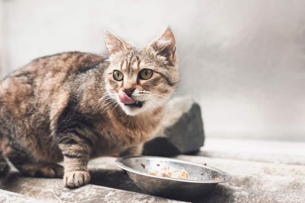 Cat eating cat food 